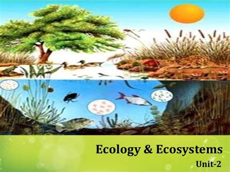 Ecology Ecosystem Characteristics - Bank2home.com