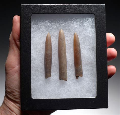 BELEMNITES SQUID BELEMNITE FOSSILS FOR SALE