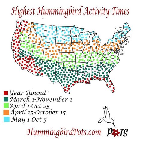 Pin by Pam Bergandi on MISC. | Humming bird feeders, Birds bees butterflies, Hummingbird