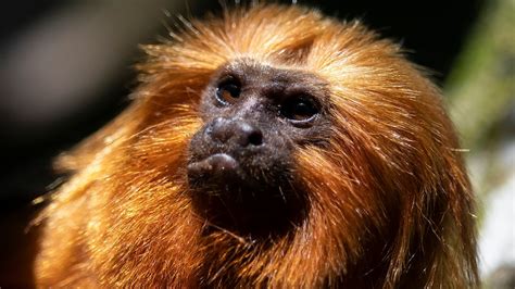 Once nearing extinction, golden lion tamarin monkeys rebound from yellow fever outbreak, habitat ...