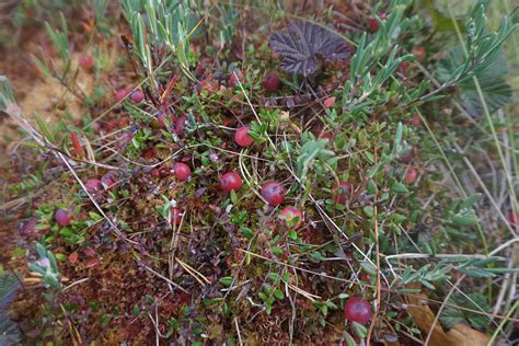 Functions of Peatlands - International Peatland Society