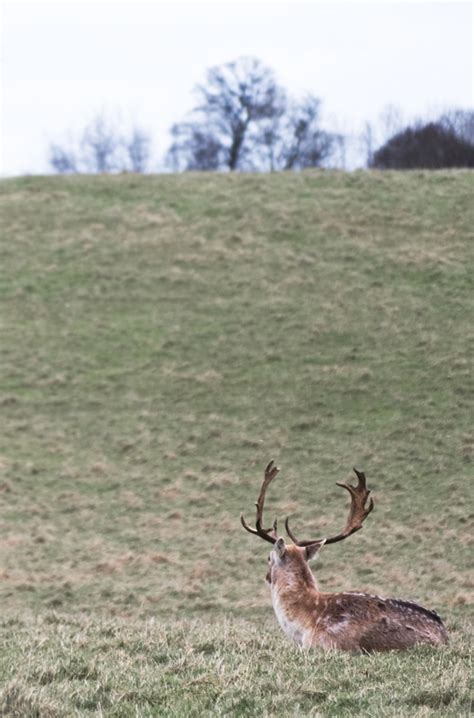 A walk among the deer at Dyrham Park | These Four Walls