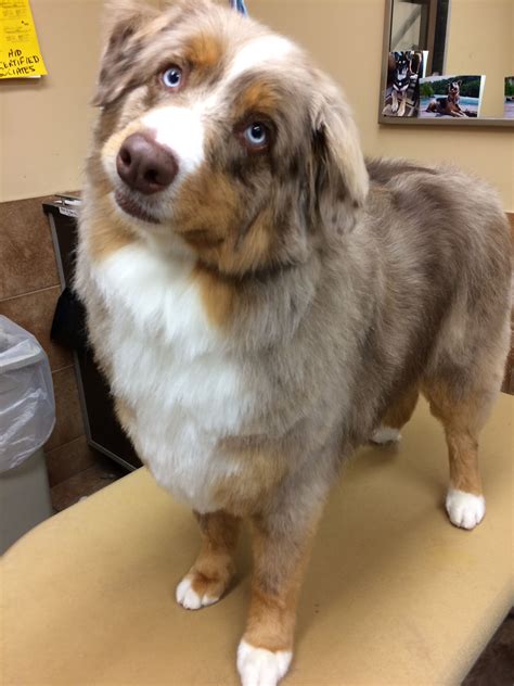 How Does A Australian Shepherd Supposed To Look After Grooming