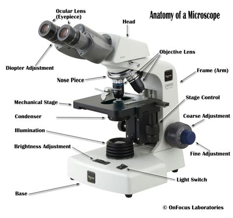 Microscope Parts And Use Worksheet Answers — db-excel.com