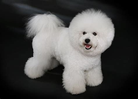 Bichon Frise Info Temperament, Lifespan, Puppies, Pictures