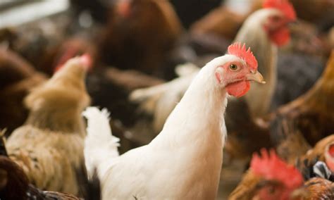 Campylobacter most prevalent in poultry in late summer - New Food Magazine