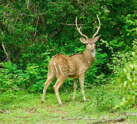 Deer Mammals Wild Animals - Free photo on Pixabay - Pixabay