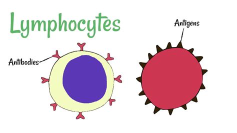 Leukocytes Vs Lymphocytes - Types And Function Of White Blood Cells Wbcs : Granulocytes (with ...