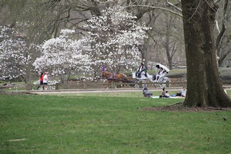 Central Park Trees in NYC | Central Park Carriage Rides