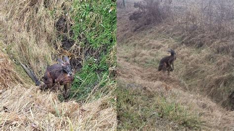 Kangaroo escapes aviary, goes on brief trip in Chatham-Kent