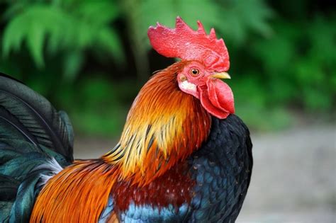 Symbolic Meaning of the Rooster on Whats-Your-Sign