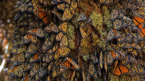 Monarch Butterfly Migration Wallpaper