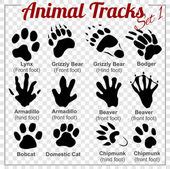 Set of animals and its tracks — Stock Vector © Dr.PAS #6327104