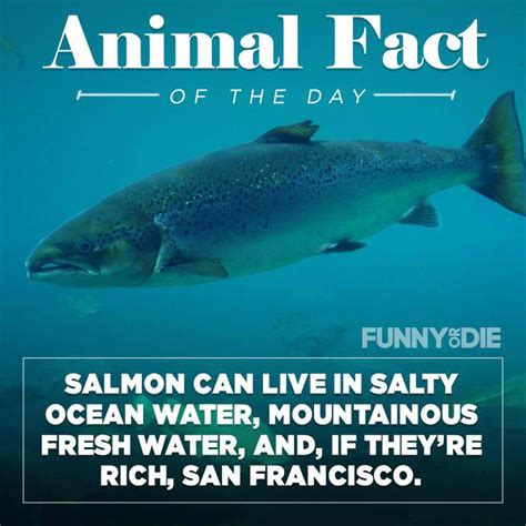 Animal Fact Of The Day | Animal facts, Animal facts interesting, Animals