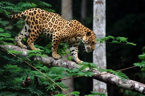 2024's 10 Jaguar Symbolism Facts & Meaning: A Totem, Spirit & Power Animal