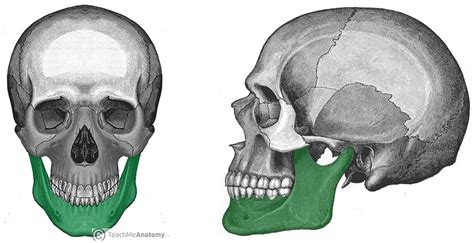 The Mandible - Structure - Attachments - Fractures - TeachMeAnatomy