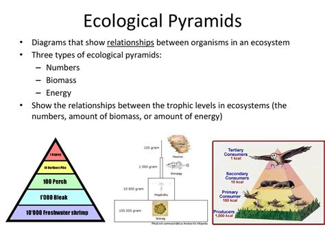 What Is an Ecological Pyramid Describe the Three Types