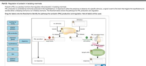 Solved Part B - Regulation of prolactin in lactating mammals | Chegg.com