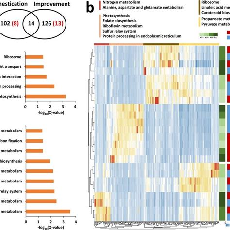 Evidence for maize-specific domestication and improvement. (a) Numbers ...