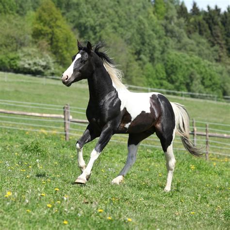 What is a Tobiano Paint Horse: In-Depth Guide - HorseNameIdeas.com