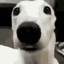 Dog Shiver GIF - Dog Shiver Shivering - Discover & Share GIFs