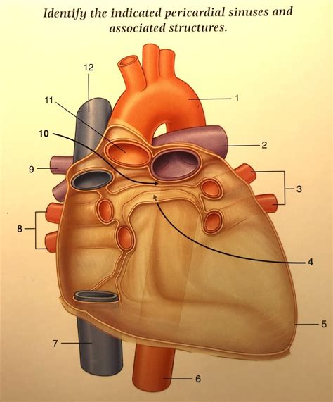 Pericardial sinuses Diagram | Quizlet