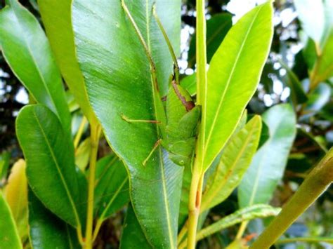 8,822 BEST Tettigoniidae IMAGES, STOCK PHOTOS & VECTORS | Adobe Stock