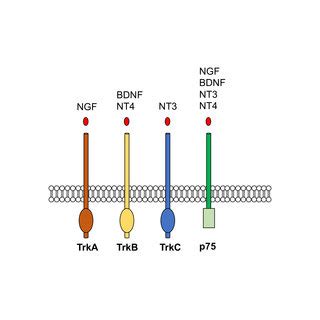 Neurotrophin-receptor pathways. | Download Scientific Diagram