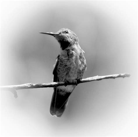 Hummingbird In Black And White Photograph by Her Arts Desire