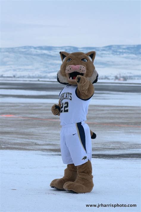 Montana State Bobcats mascot, Champ the Bobcat | Montana state, Montana ...