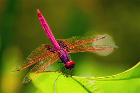 10 Admirably Beautiful Insects | Fun Animals Wiki, Videos, Pictures, Stories