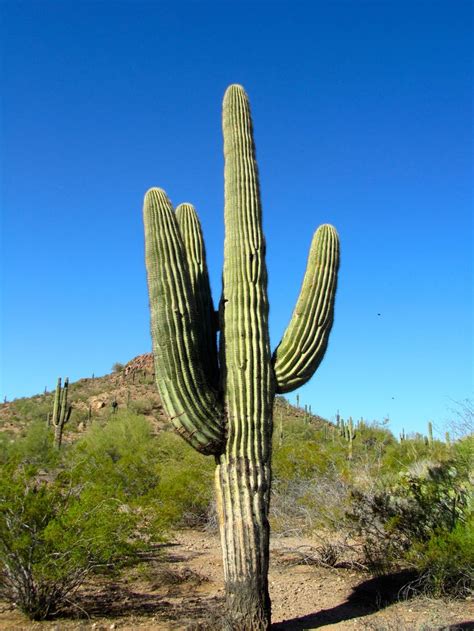 Desert Plants | Desert Botanical Garden – Pheonix, Arizona | Desert Plants | Pinterest | Gardens ...