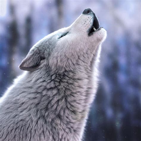 ArtStation - Howling White Wolf