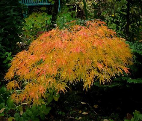 Waterfall Japanese Maple For Sale Online | The Tree Center