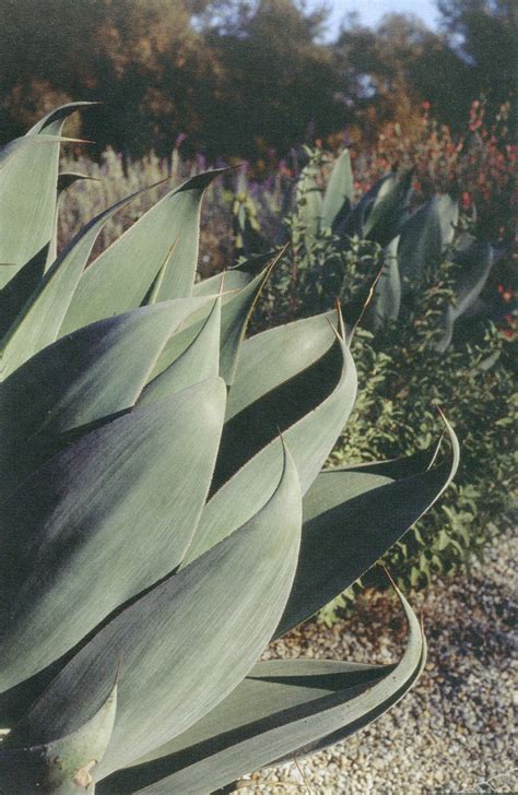 Pacific Horticulture Society | Pacific Plant Promotions: Agave 'Blue ...