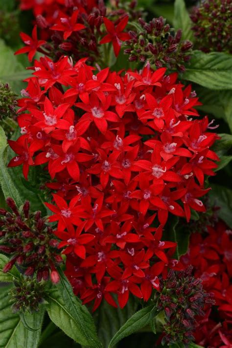 Pentas lanceolata Lucky Star Dark Red | Lucas Greenhouses