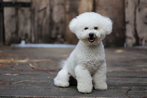 6 Bichon Frise Haircuts And Grooming Tips