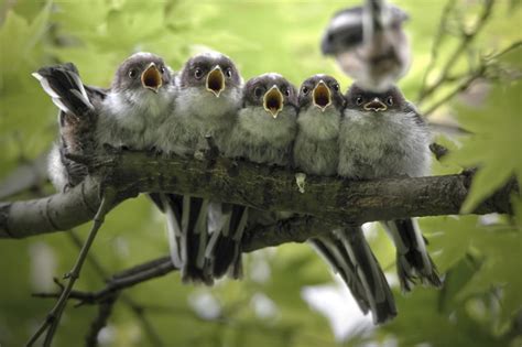 Nature Photographer Of The Year: Inspirational 2019 Winning Images