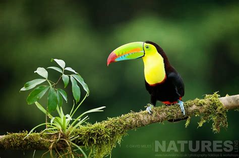 Costa Rican Wildlife Photography Holiday - NaturesLens