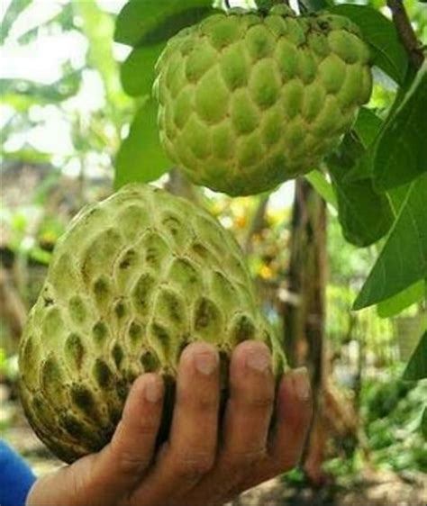 Jual Bibit Tanaman Buah Srikaya Jumbo di lapak petani punten petanipunten