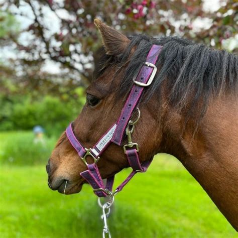 When good intentions go wrong: A Newfoundland pony's death should teach ...