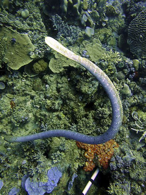 Surprise Visit with Olive Sea Snakes at Great Barrier ReefLiving Oceans ...