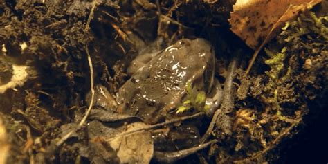 Frog Frozen Solid For 200 Days, Wakes Up In Stunning Timelapse - The Dodo