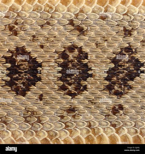 Close Up Rattlesnake Skin Background High Resolution Stock Photography and Images - Alamy