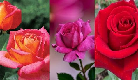 Hybrid Tea Roses: Meaning, Symbolism, and Interesting Facts - AshleyScott - Medium