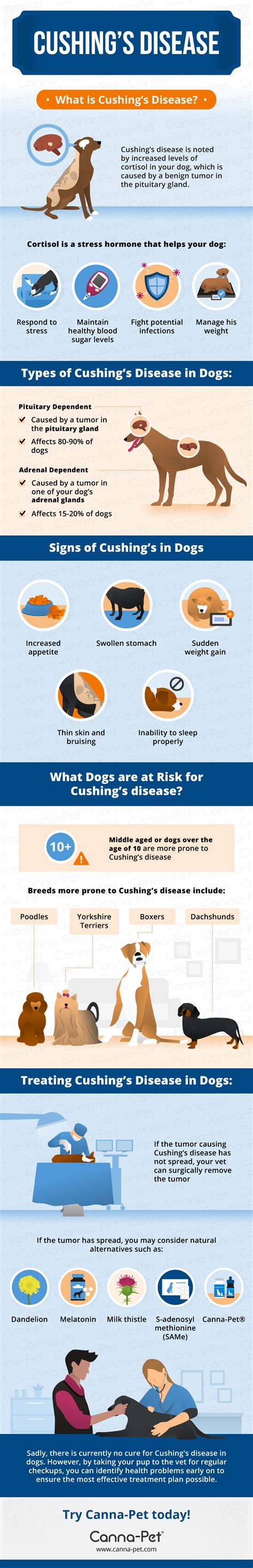 Stages Of Cushing's Disease In Dogs