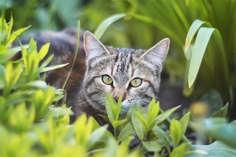 10 Best Tips for Outdoor Cat Care and Safety - Tractive