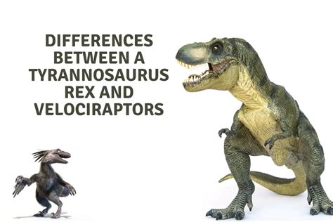 Differences Between A Tyrannosaurus Rex And A Velociraptor - Dinosaur Facts For Kids