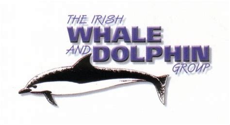 30 years of the Irish Whale and Dolphin Group: Part 2 | Irish Whale and Dolphin Group