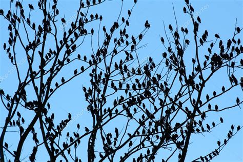 Flock of birds Stock Photo by ©njnightsky 4450193